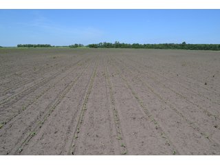 <b>PRICE REDUCED: $5,900 per acre</b><br>
This property offers productive tillable land along with two wooded areas.  Much of the larger woods near the road is on a ridge.  Investigate this area for a potential beautiful homesite as well as for hunting and recreational opportunities. <br>
<b>156.9+/- </b>Total Acres | <b>145.83+/-</b> Tillable Cropland Acres per FSA | <b>10+/-</b> Wooded Acres - 156.9+/- Acres For Sale - Cropland, Woods for Hunting/Recreational & Potential Building Sites